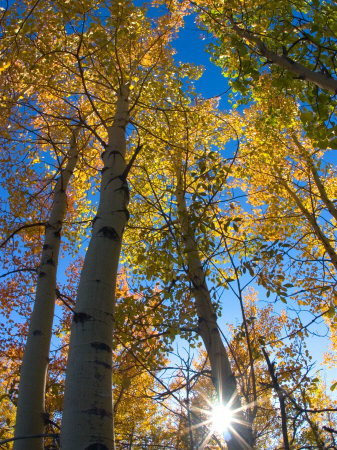 Sunlight Through Aspens